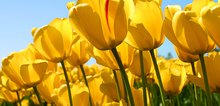 Small2_tulips