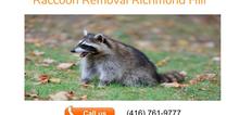 Small2_raccoon_removal_richmond_hill