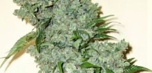 Small2_big-bud-feminized_1-1