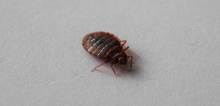 Small2_bed-bug-control