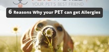 Small2_6_reasons_why_your_pet_can_get_allergies