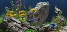 Small2_aquarium_lovers