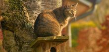 Small2_cat-2195538-1170x780