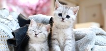 Small2_tisha_and_ted_2