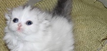 Small2_munchkin-kitten-for-sale-munchkinskitty-company-com_orig