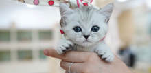 Small2_munchkin-kitty