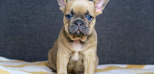 Small2_french_bulldog_for_sale_1