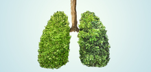 Small2_best_air_purifying_plants_in_karachi