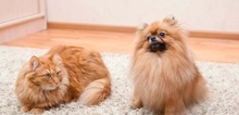 Small2_anchorage-carpet-cleaning-1-compressed-900x470