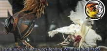 Small2_experience-online-cockfighting-with-excitingprizes