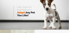 Small2_pet_adoption_