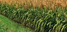Small2_shutterstock_485610769