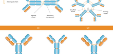 Small2_antibody_isotypes
