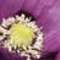 Small_4351890918380663