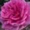 Small_122124253959146541